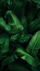Photo Lush Green Leaves Tropical Background Nature Foliage