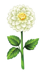 Blooming white dahlia flower with leaves. Vector cartoon illustration