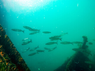 Obraz premium The nature of the seabed