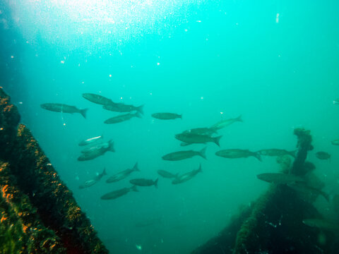 The nature of the seabed