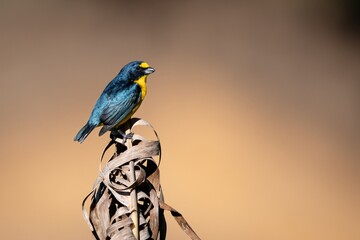 YELLOW THROATED EUPHONIA TROPICAL BIRD BLUE YELLOW MALE