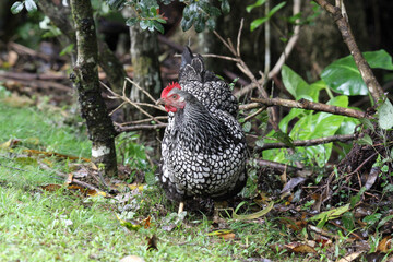 Wyandotte chicken poultry bird scratching in green grass