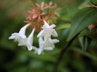 10月に咲いた小さな藍の花
