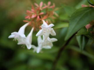 10月に咲いた小さな藍の花