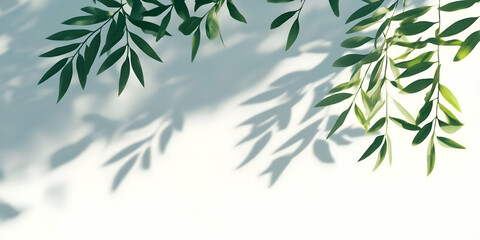 Obraz premium Photo Background Leaves Shadows White Minimalist Nature Green Summer