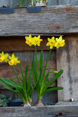 Osterglocken Narzissen Blumen (Narcissus pseudonarcissus)