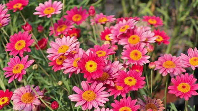 Red paris daisy in the garden