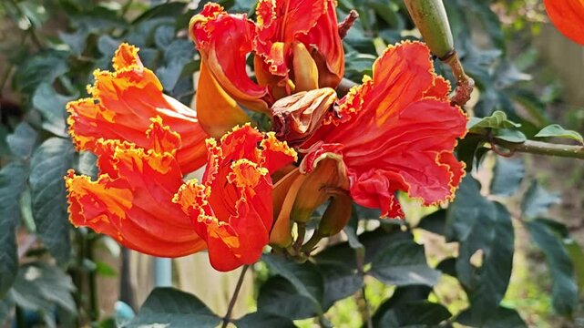 Spathodea campanulata in the garden