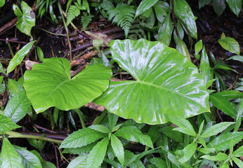Close-up of leaves on an alocasia plant in a garden
