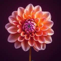 Fototapeta premium Salmon Pink Dahlia Close Up Against Purple Background