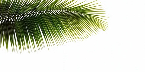 Obraz premium Tropical Palm Leaf Illustration