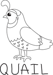 male quail stands with folded wings with text below hand written