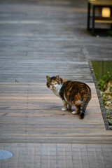 木製デッキの庭猫