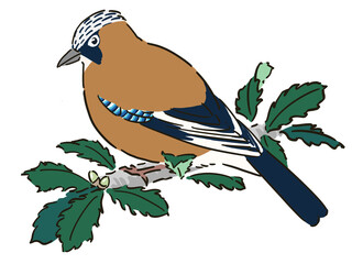 ミズナラの枝に止まるカケスのイラスト