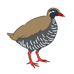 ヤンバルクイナのイラスト