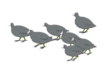 歩くオオバンの群れのイラスト