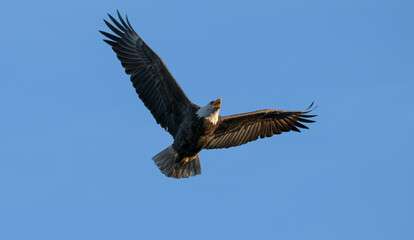 Bald eagle in flight against a blue sky.