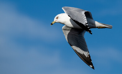 Ring-billed gull in flight.