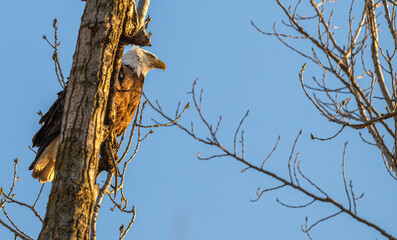 American bald eagle perched in a tree at sunset.