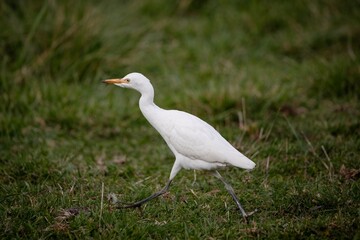 Cattle Egret Cow bird with Cows Cattle