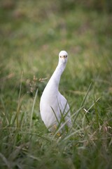 Cattle Egret Cow bird with Cows Cattle