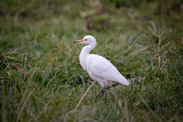 Cattle Egret Cow bird with Cows Cattle