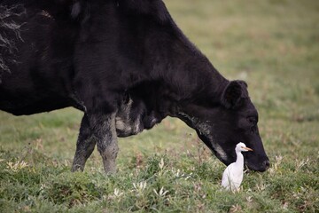 Cattle Egret Cow bird with Cows Cattle
