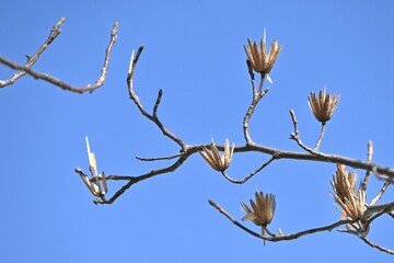 A winter scene of the tulip tree (Liriodendron tulipifera). Magnoliaceae deciduous tree. The samaras become pine-cone-shaped aggregate fruits and the seeds are crushed by the wind.