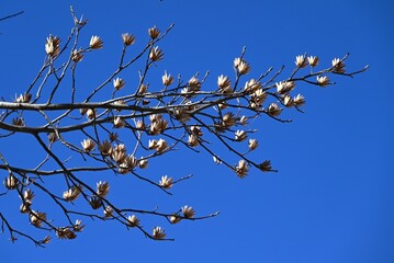A winter scene of the tulip tree (Liriodendron tulipifera). Magnoliaceae deciduous tree. The samaras become pine-cone-shaped aggregate fruits and the seeds are crushed by the wind.