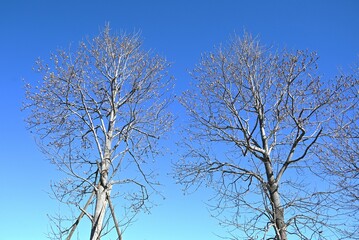A winter scene of the tulip tree (Liriodendron tulipifera). Magnoliaceae deciduous tree. The...