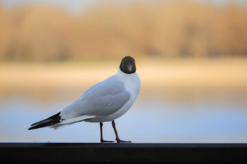 One seagull stands on the railing