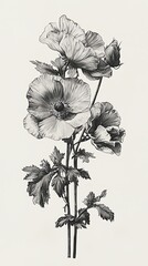 Fototapeta premium Black and white illustration of a botanical specimen, scientific drawing style, naturalist design