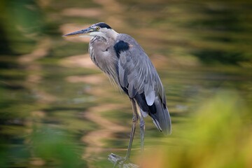 GREAT BLUE HERON EGRET BIRD