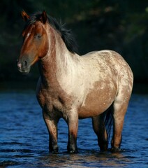 Obraz premium Wild Stallion in the River 