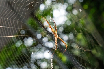 spider on the web with bokeh background