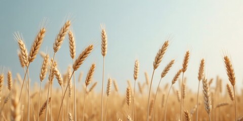 Fototapeta premium Golden Wheat Field Under a Serene Sky A Pastoral Scene of Ripe Grain Ready for Harvest