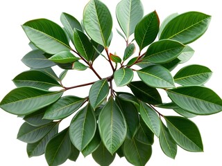 Ilex Metabaptista Var Bodinieri: Ornamental Plant with Unique Architectural Form