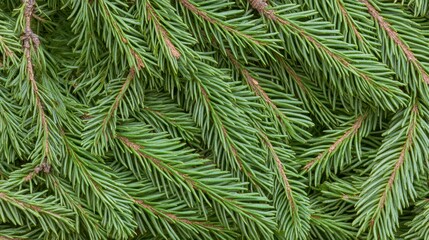 Fototapeta premium Closeup Evergreen Fir Branches