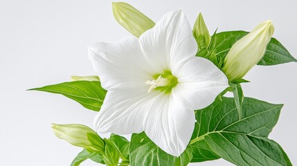 Obraz premium Closeup of a Delicate White Flower with Green Leaves