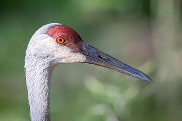 SANDHILL CRANE BIRD CLOSE UP BEAK © JACQUELYN