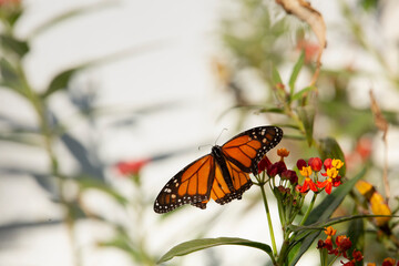 A view of a monarch butterfly feeding on a tropical milkweed plant.