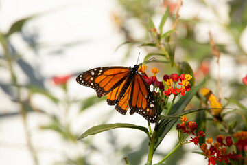 A view of a monarch butterfly feeding on a tropical milkweed plant.