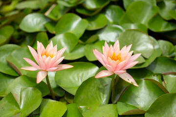 A view of some water lily flowers in a pond.
