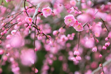 Japanese apricot, weeping plum