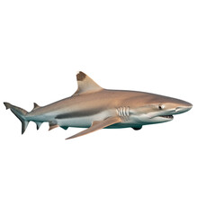 Obraz premium Dusky Shark on high quality transparent background png