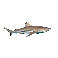 Obraz premium Dusky Shark on high quality transparent background png