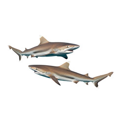 Obraz premium Dusky Shark on high quality transparent background png