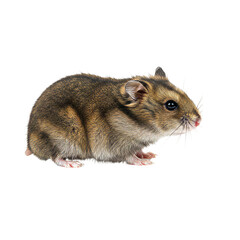 Dwarf Hamster on high quality transparent background png