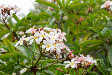 A view of flowers from the plumeria plant.
