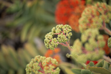 A view of a flowers from the airplane plant.